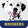 Whiskers - Pets Store | Vet Clinic | Animal Adoption